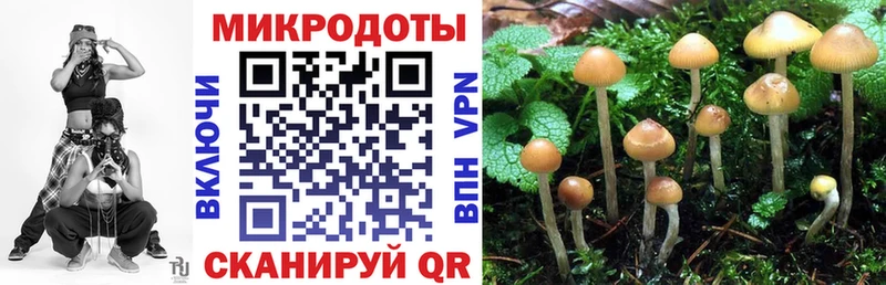 Галлюциногенные грибы Psilocybe  Пугачёв 